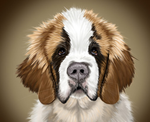 st-bernard-puppy-510